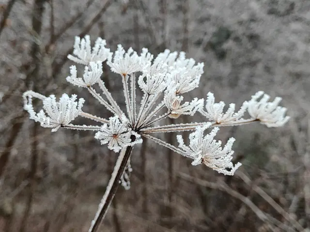 so manche Blüte ist jetzt besonders geschmückt... | Foto: I.Wozonig