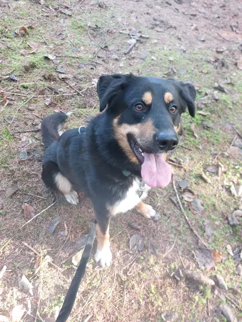 So gut geht es ehemaligen Tierheim-Schützlingen in einem neuen Zuhause. | Foto: Mocnik