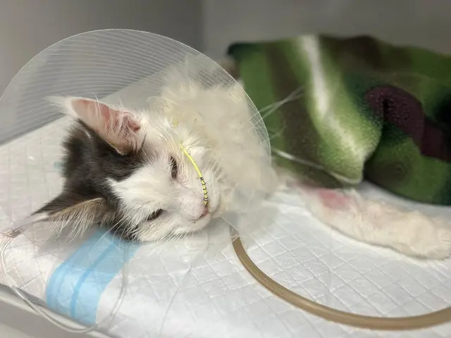 Ob Kater Paul überlebt, ist ungewiss. | Foto: TSA