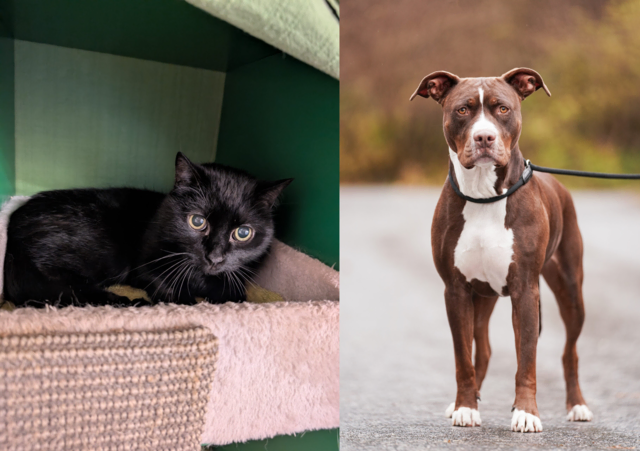 Peppone und Amy: Zwei liebenswerte Fellnasen, die dringend ein neues Zuhause suchen. Sie warten darauf, mit viel Liebe und Fürsorge in ihr neues Leben zu starten. | Foto: Tierschutzverein Tirol