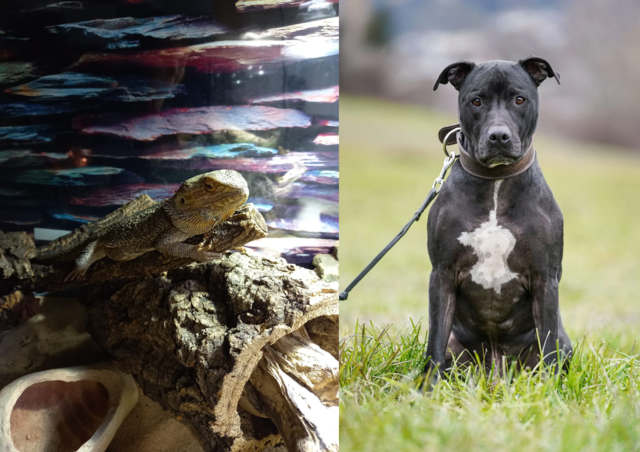 Onion und Bert – Zwei besondere Tiere auf der Suche nach einem Zuhause, das ihren Bedürfnissen gerecht wird. Gib ihnen die Chance, Teil deiner Familie zu werden! | Foto: Tierschutzverein Tirol