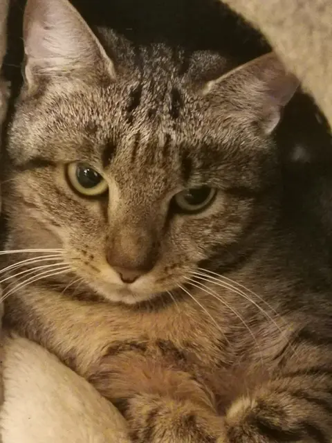 NOLA
 
Geschlecht: weiblich
Geburtsdatum: ca. 1,5 Jahre

Nola kam aus einem Kastrationsprojekt hochträchtig zur Pfotenhilfe und hat nur wenige Stunden nach Ankunft ihre Babys auf die Welt gebracht.

Wir möchten ihr die Chance auf ein richtiges zu Hause geben und haben sie daher nicht mehr zurück auf die Straße gesetzt.

Mittlerweile ist sie kastriert, gechippt und geimpft und wartet auf Menschen, die ihr geduldig die Zeit lassen, Vertrauen aufzubauen.

Kontakt: 0664/4461515 | Foto: Tullner Pfotenhilfe