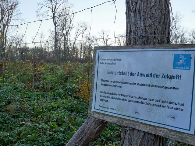 Keine Zukunft: Laut Netzwerk Au Stockerau sind die Wiederaufforstungsflächen für mindestens zehn Jahre eingezäunt.  | Foto: z. V. g. 
