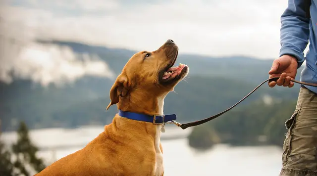 Die Ermittlungen laufen derzeit. (Symbolfoto) | Foto: stock.adobe.com/at/everydoghasastory 
