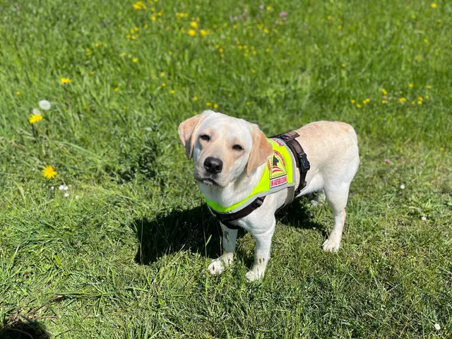 Die Assistenzhunde werden vom Verein „Helfer auf Pfoten" ausgebildet. | Foto: Verein Helfer auf Pfoten