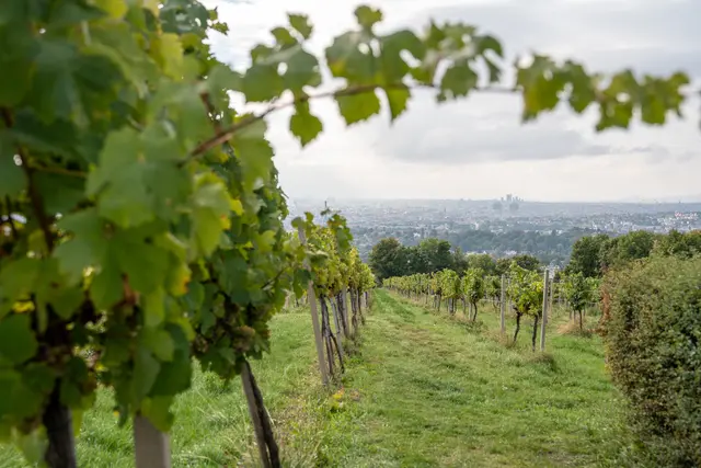 Beim Weingut Mayer ist die Ernte im vollen Gange und MeinBezirk war vor Ort. | Foto: Valentina Marinelic/MeinBezirk