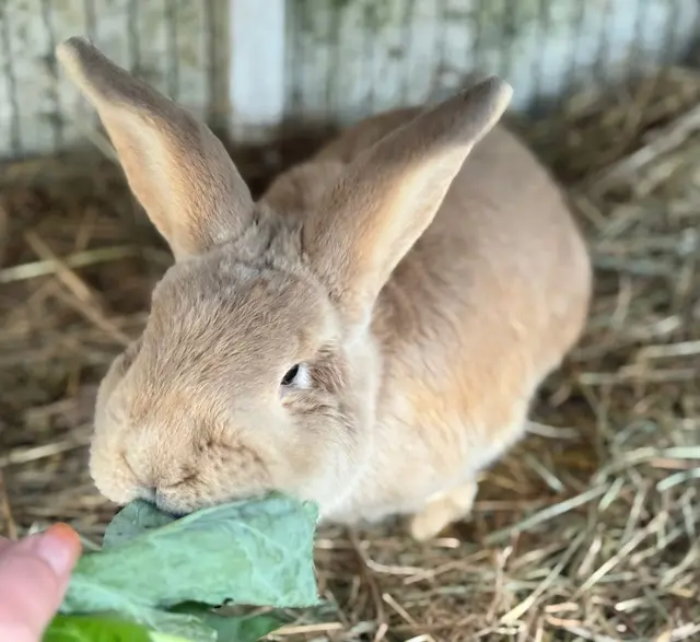 Kaninchen Nevio such ein liebevolles zu Hause bei Artgenossen - Nicht in Einzelhaltung.

Geschlecht: männlich/kastriert 
(Kastrationsfrist 7.1.26)
Geburtsdatum: ca. 2023 
Gewicht: ca. 4 kg

Kontakt: 0676/4178874 | Foto: Tullner Pfotenhilfe