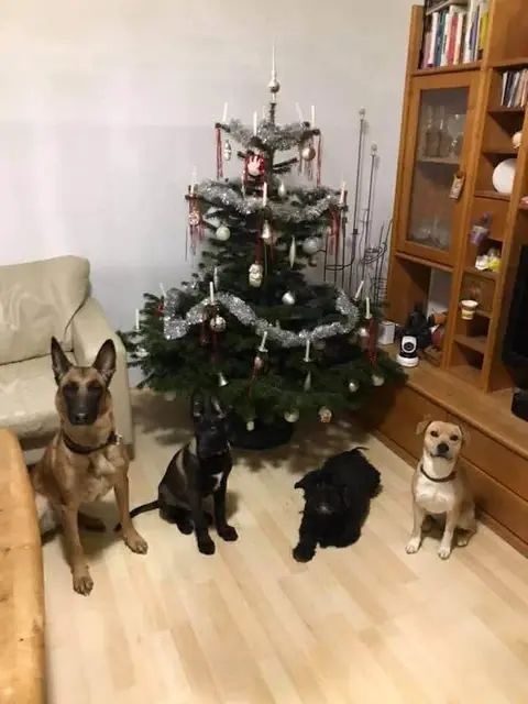Bei Familie Leitern dürfen auch die Fellfreunde beim Weihnachtenfeiern nicht fehlen. | Foto: Leitner
