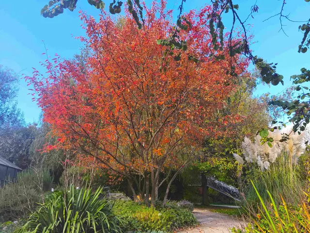 Im Herbst, verwandelt sich der Baum in ein Farbenspiel. | Foto: Carina Pürer