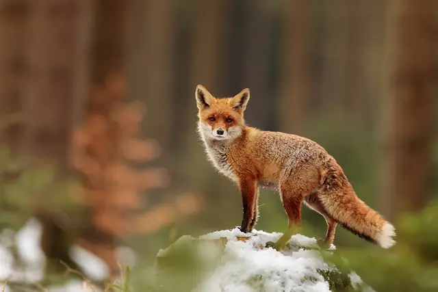Der Rotfuchs: seine Paarungszeit/ Ranzzeit fällt in die Wintermonate. | Foto: stockadobe/michal 
