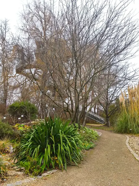 Fast schon unscheinbar wirkt die Felsenbirne im Winter. | Foto: Carina Pürer