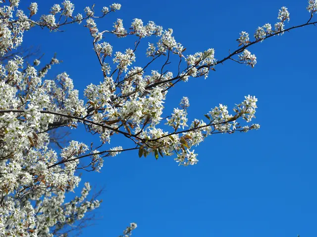Die Felsenbirne blüht herrlich im Frühling. | Foto: Carina Pürer