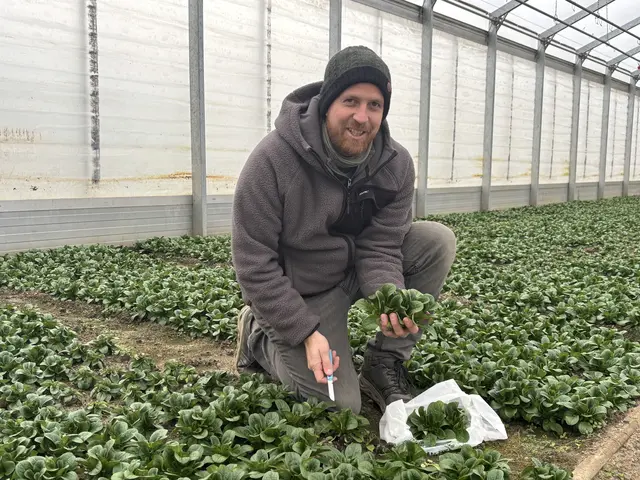 Vogerlsalat wächst im Kalthaus und wird täglich frisch geerntet.