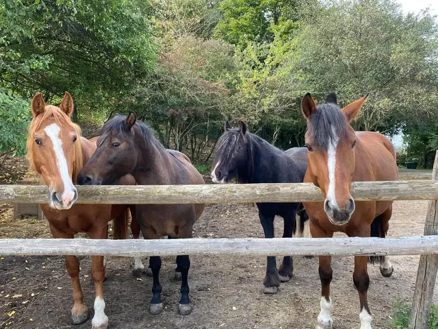 Lola, Robin, Kate und Hitchie würden sich über - besonders im Winter - Heuspenden freuen.  | Foto: Dragahof