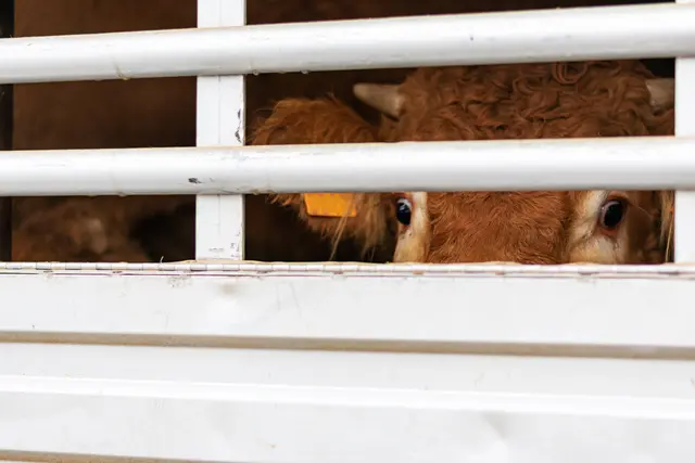 Behörden warnen: Zwei Stiere auf der Flucht vor einem Schlachthof in Fürstenfeld. (Symbolfoto) | Foto: Smarterpix/Miguel-Perfectti