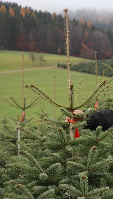Der Kauf eines Christbaums gehört zum Fest dazu. Der Transport ist aber oft eine Herausforderung. | Foto: Steiner-Watzinger