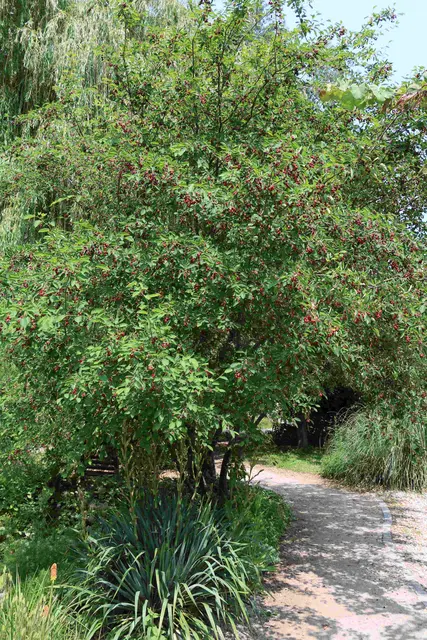 Im Sommer trägt sie kleine, violettfarbene Früchte. | Foto: Carina Pürer