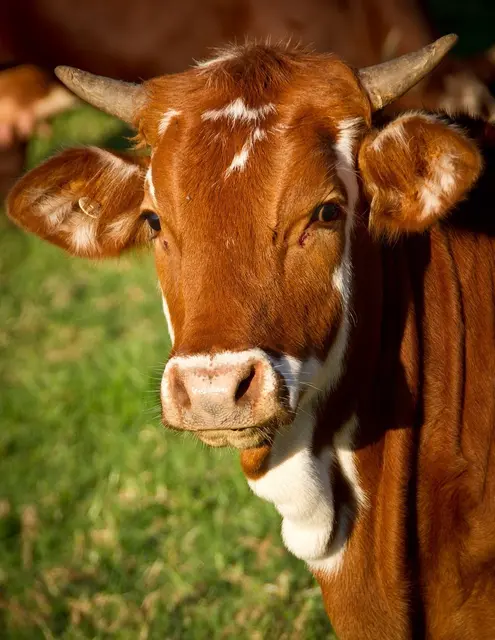 Sollten die Tiere angetroffen werden, auf keinen Fall nähern und umgehend die Polizei verständigen.  | Foto: Symbolbild (pixabay)