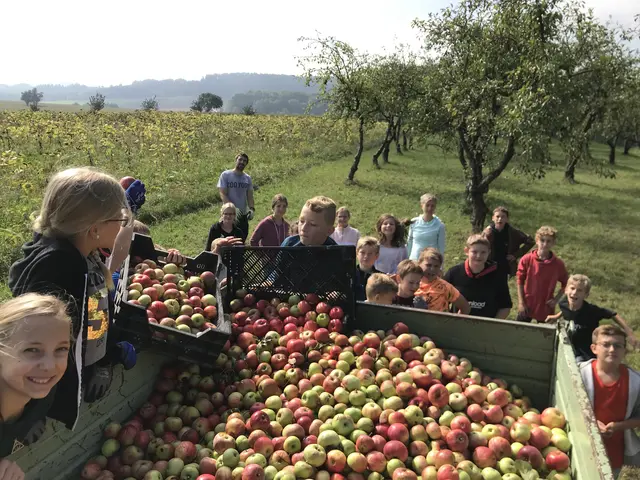 Die Schülerinnen und Schüler des Stiftsgymnasiums bei der Ernte für den Schulapfelsaft | Foto: Stiftsgymnasium Seitenstetten