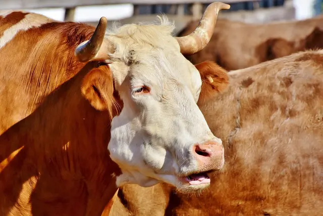 Sollten die Tiere angetroffen werden, auf keinen Fall nähern und umgehend die Polizei verständigen, so die Behörden. (Symbolfoto) | Foto: &lt;a href="https://pixabay.com/de/photos/stier-ochse-kuh-tier-vieh-3541819/" onclick="window.open(this.href); return false;" rel="nofollow"&gt;Pixabay/Capri23&lt;/a&gt;