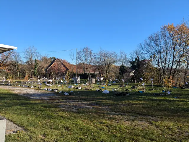 Streuobstbäume und Sträucher standen auch heuer wieder zu Abholung bereit. | Foto: Hügel- und Schöcklland
