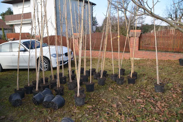 Insgesamt 45 Bäume wurden im Rahmen der Aktion gepflanzt – für jedes zwischen 2000 und 2025 in Nebersdorf geborene Kind steht nun ein eigener Baum als Zeichen der Verbundenheit mit der Heimatgemeinde. | Foto: Rosenberger Victoria