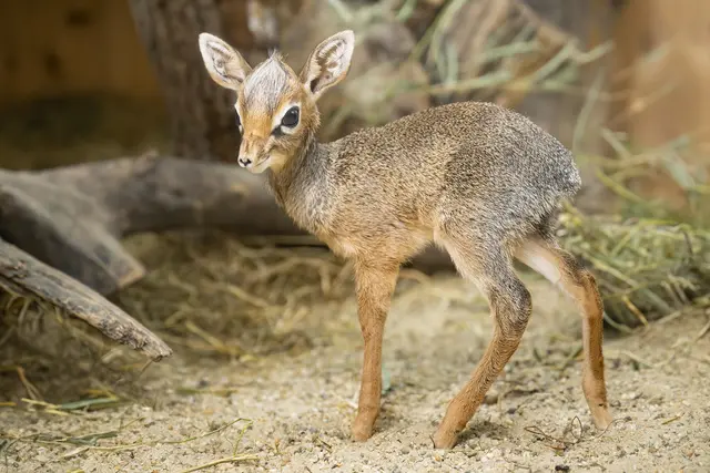 Foto: Daniel Zupanc/Tiergarten Schönbrunn