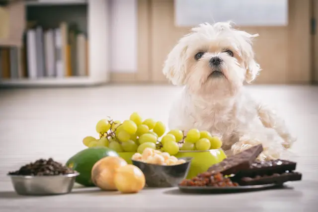 Lebensmittel, die für Menschen unbedenklich oder sogar genussvoll sind, können für Hunde ernste gesundheitliche Gefahren bergen. | Foto: Amaviael/Smarterpix