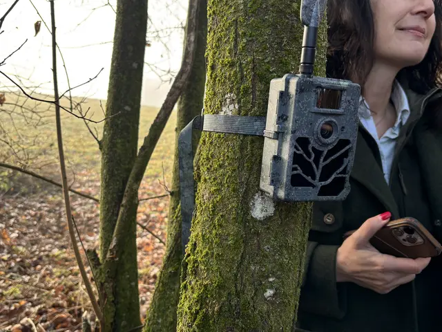 Eine Wildkamera wird danke eines Bewegungssensoren Bilder der Tiere aufzeichnen. Im Anschluss werden diese an die Mittelschule St. Ruprecht übermittelt. | Foto: MeinBezirk/Leonie Herrmann
