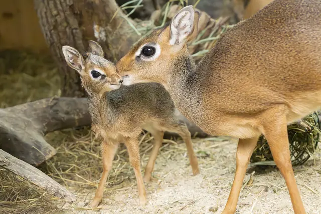 Besonders süßen Antilopen-Nachwuchs gibt es kurz vor Weihnachten im Tiergarten Schönbrunn. | Foto: Daniel Zupanc/Tiergarten Schönbrunn