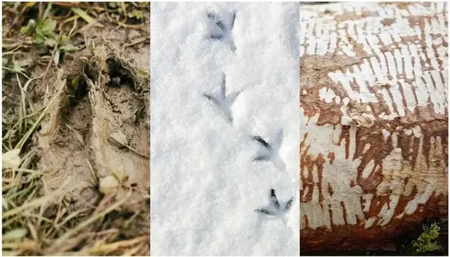 Bei Führungen durch den Naturpark Tiroler Lech können die erstaunlichen Anpassungen der Tierwelt an die Herausforderungen des Winters erkundet werden. | Foto: Naturpark Tiroler Lech