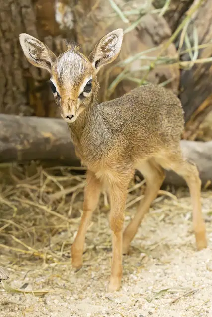 Foto: Daniel Zupanc/Tiergarten Schönbrunn