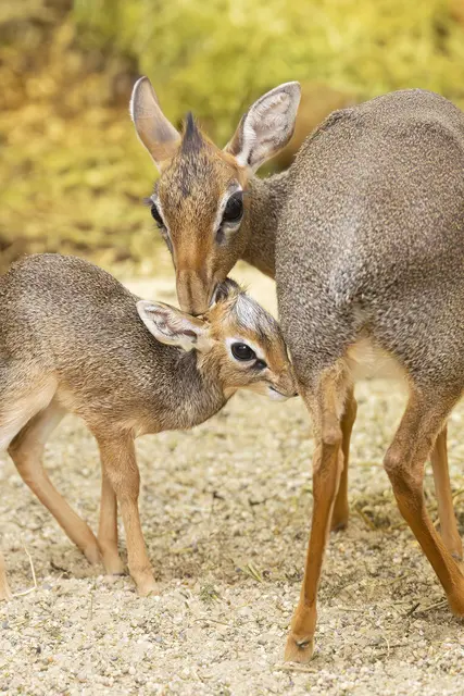 Foto: Daniel Zupanc/Tiergarten Schönbrunn