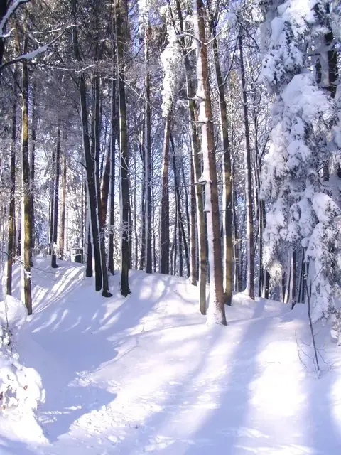 Dezember | Foto: Manfred Grausgruber