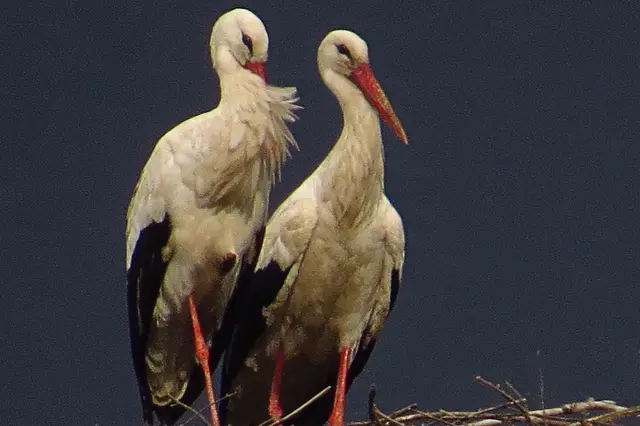 Am Samstag ist das Haslacher Storchenpaar aus dem Süden zurückgehrt.  | Foto: Monika Pröll 