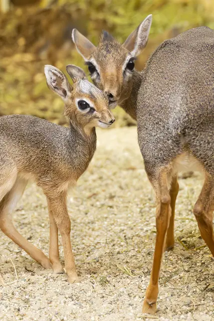 Foto: Daniel Zupanc/Tiergarten Schönbrunn