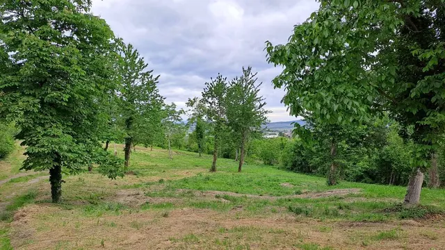 Freigelegter Halbtrockenrasen nach massiver Entbuschungsaktion in Draßburg / "Schwarzes Kreuz". | Foto: Naturpark Rosalia-Kogelberg