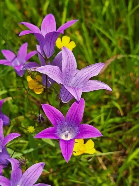 Mai | Foto: Elisabeth Kronsteiner