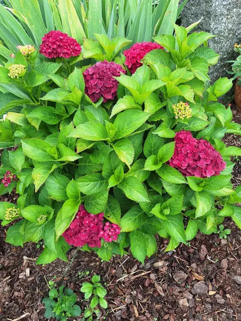 Juli | Foto: Gislea Zauner