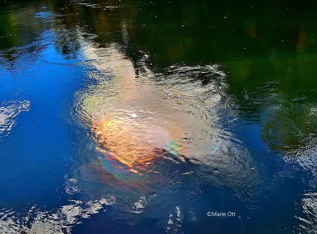 Weihnachtsfrieden, Geschichte