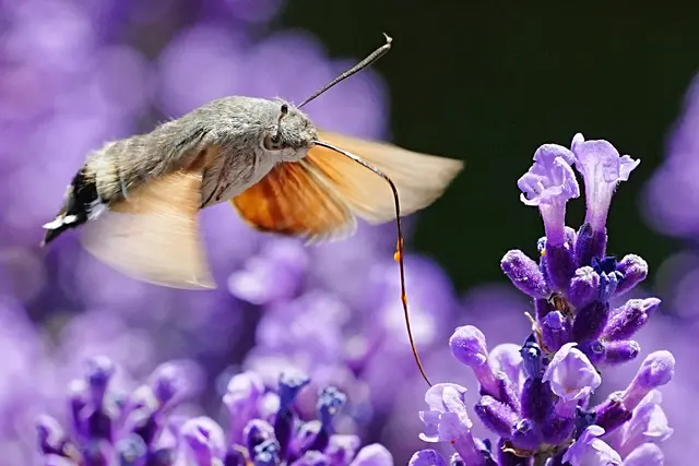 Juli ist Schmetterlingszeit: Hannes Weinberger fotografierte ein Taubenschwänzchen in seinem Garten. | Foto: Hannes Weinberger