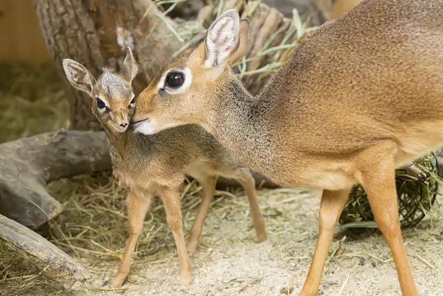 Foto: Daniel Zupanc/Tiergarten Schönbrunn