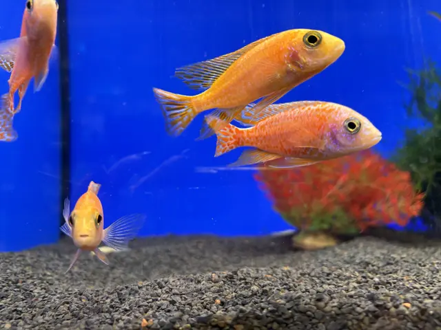 Die einen sind direkter, die anderen zeigen sich lieber von ihrer Schokoladenseite. | Foto: Margot Jeitler