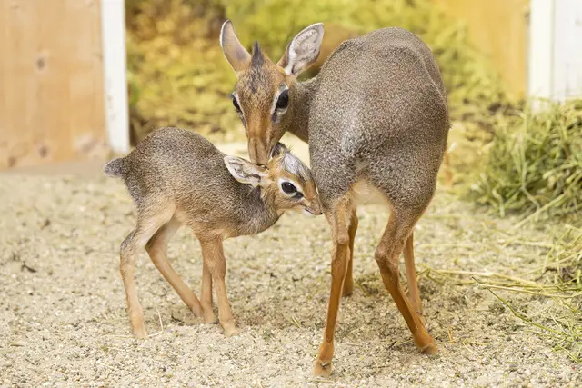 Foto: Daniel Zupanc/Tiergarten Schönbrunn