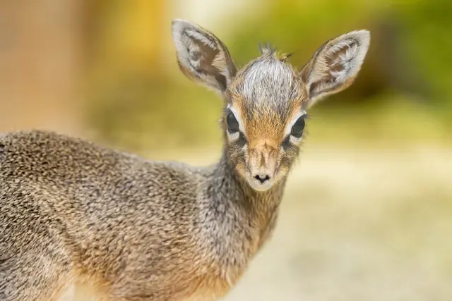 Foto: Daniel Zupanc/Tiergarten Schönbrunn
