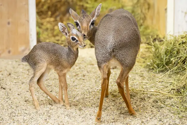 Foto: Daniel Zupanc/Tiergarten Schönbrunn