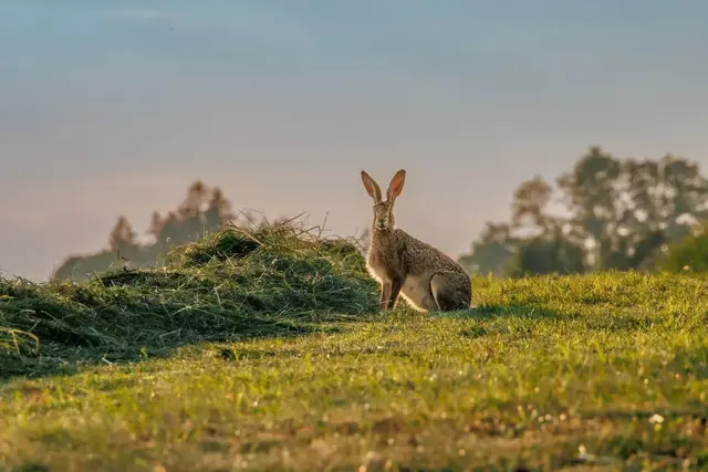 Juni | Foto: Richard Mayr