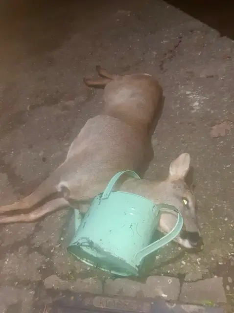 Zu tief in den Eimer geschaut. | Foto: Jägerschaft UU