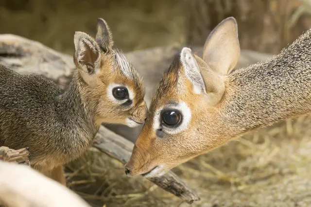 Foto: Daniel Zupanc/Tiergarten Schönbrunn