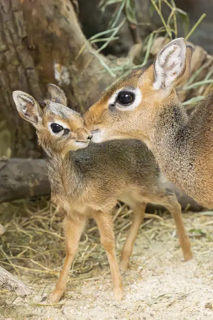 Foto: Daniel Zupanc/Tiergarten Schönbrunn